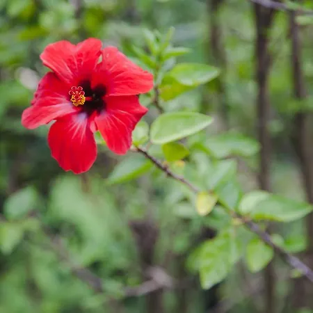 Apartament Pelagos Agios Gordios Agios Gordios (Corfu)