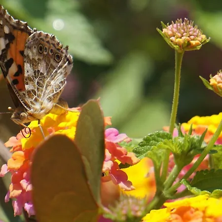 Pelagos Agios Gordios Appartement *